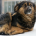 Chien-Dreamstime