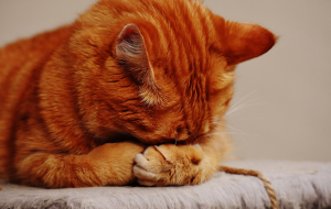 chat roux qui se cache la tête entre ses pattes